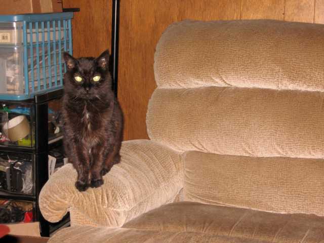 Mildred sitting on armrest of couch